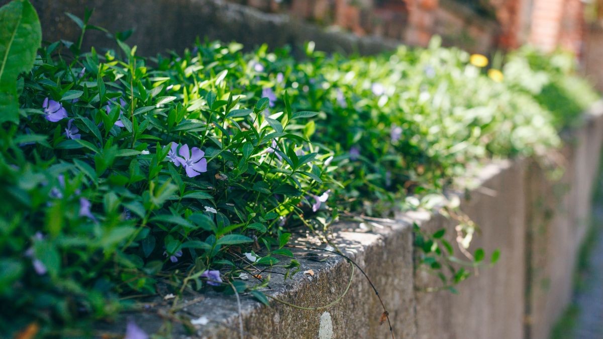 Periwinkle ivies
