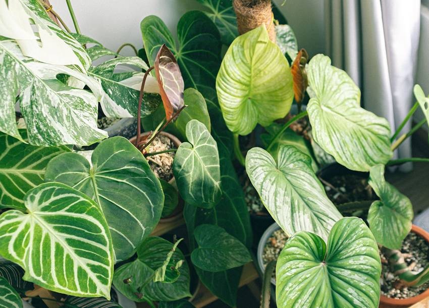 Philodendron