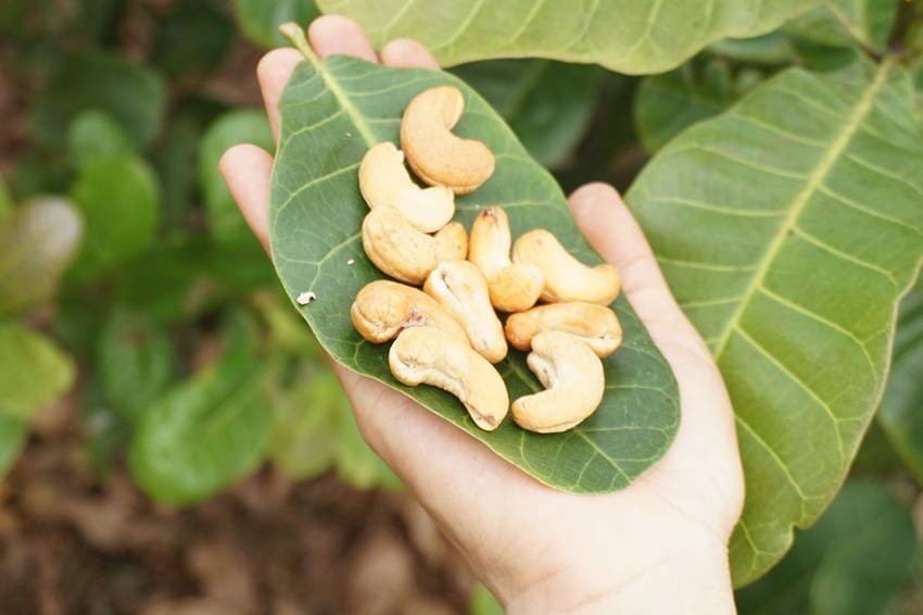 Premium nuts