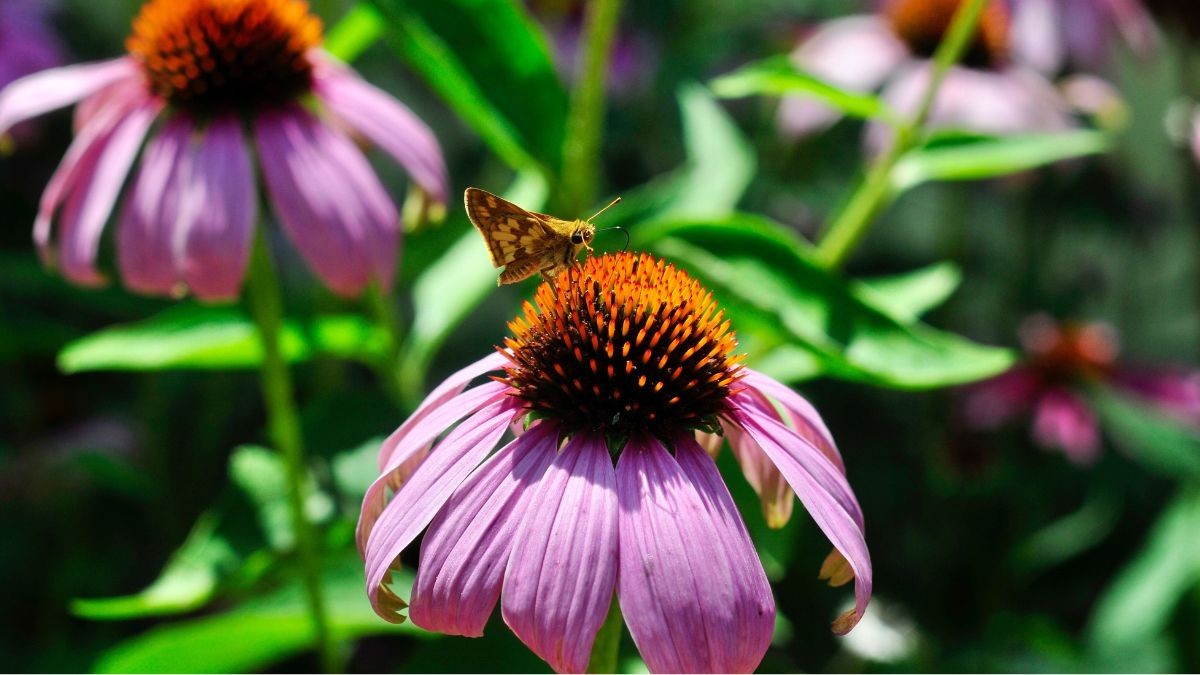 Purple Coneflower