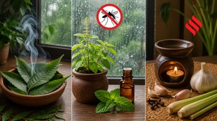 Rainy Season Mosquito Remedies