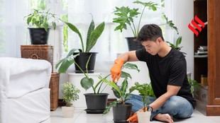 Rainy Season Plant Care