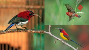 Red Birds Worth Watching in India