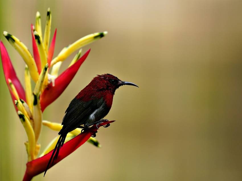 Red Birds in India
