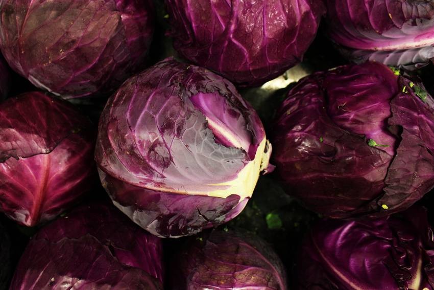 Red Cabbage