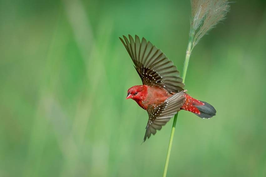 Red avadavat
