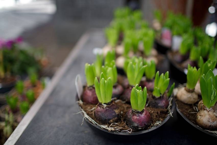 Regrow Vegetables