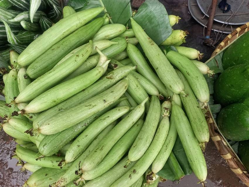 Ridge Gourd (Turai)