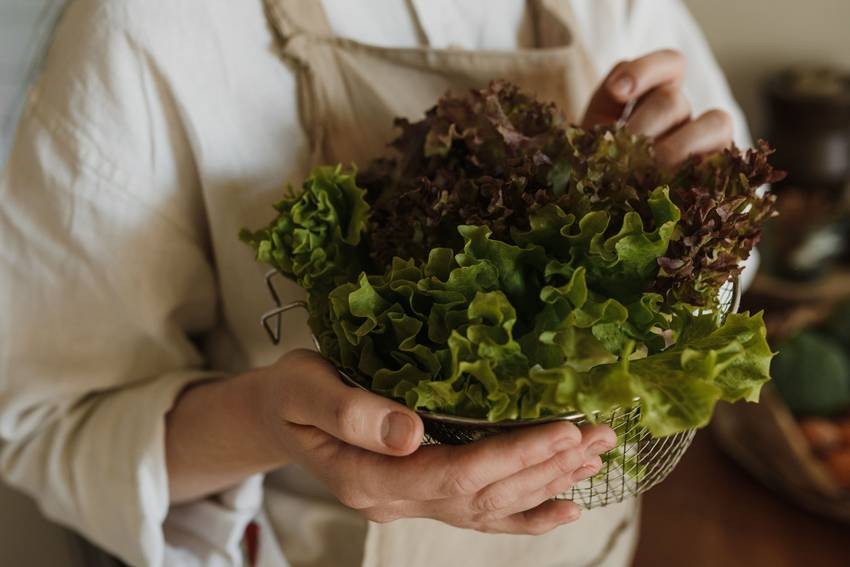 Romaine Lettuce
