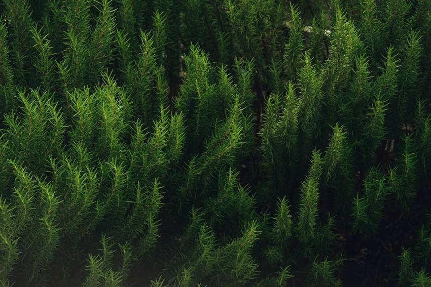 Rosemary