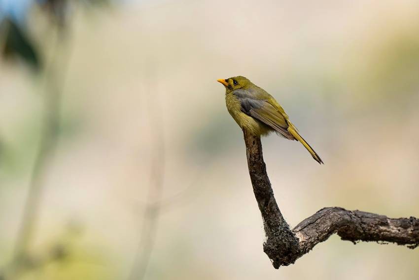 Rufous-naped bellbird
