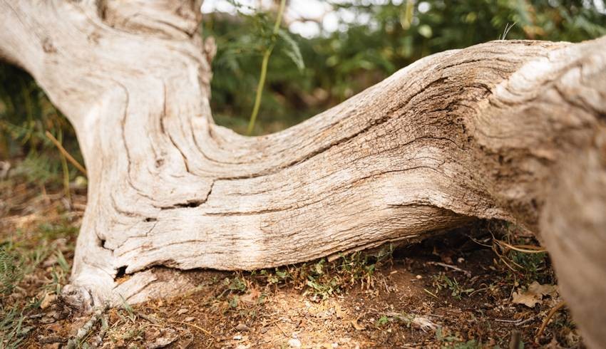 can you cut a sandalwood tree