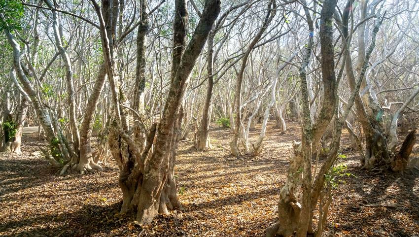 sandalwood tree cutting rules