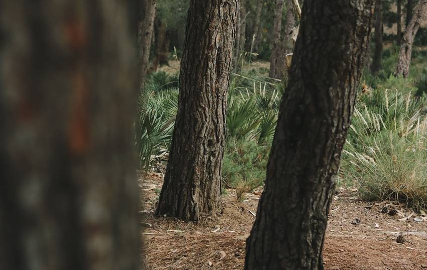 sandalwood legal rules India