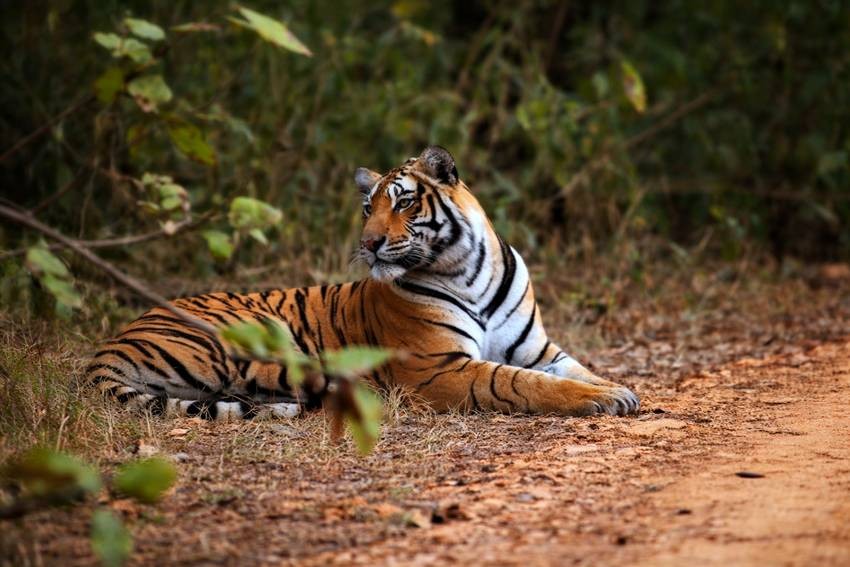 Sariska Tiger Reserve, Rajasthan