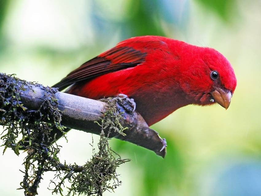 Scarlet finch