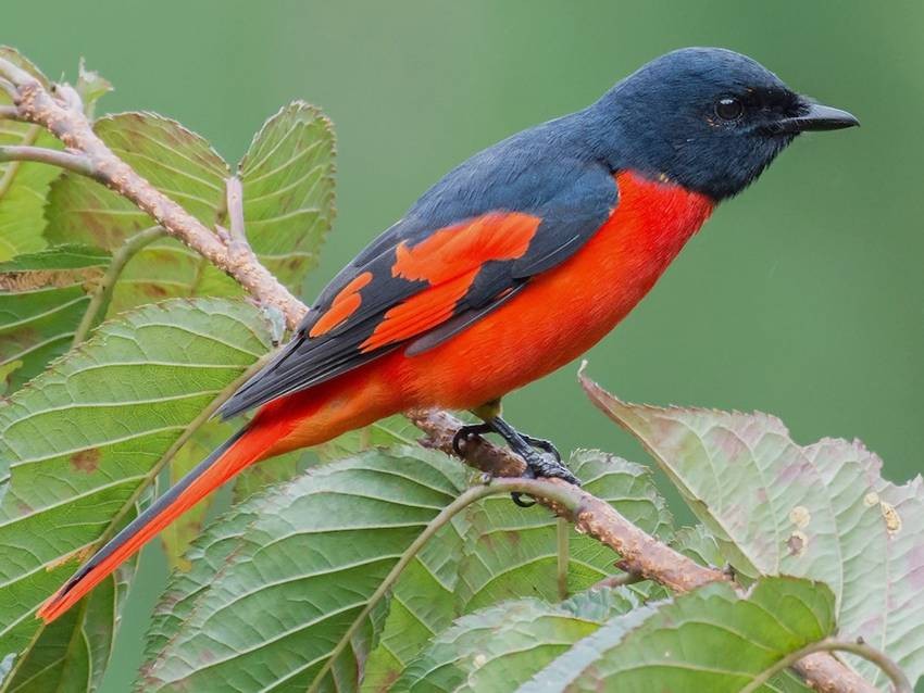 Scarlet minivet