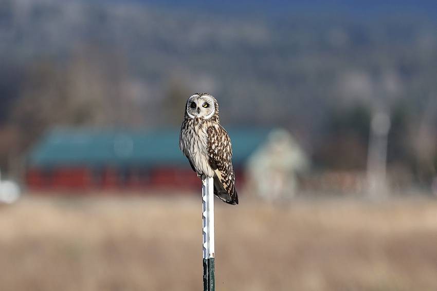 Short-eared Owl