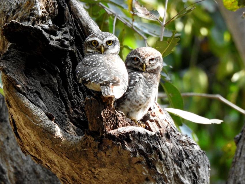 Spotted Owlet