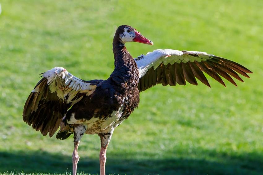 Spur-winged goose