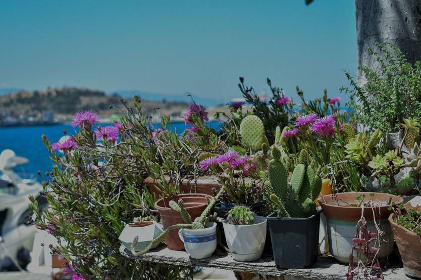 Succulents, cacti, and some Mediterranean herbs