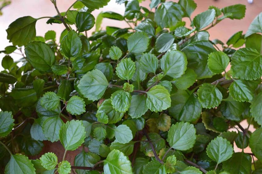 Swedish Ivy