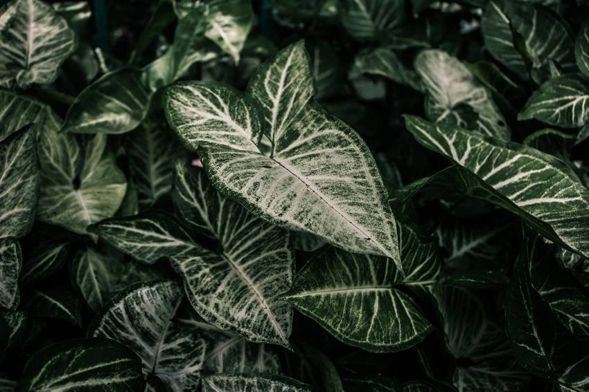 Syngonium (Arrowhead plant)