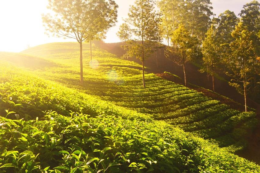 Tea Plantations in Munnar