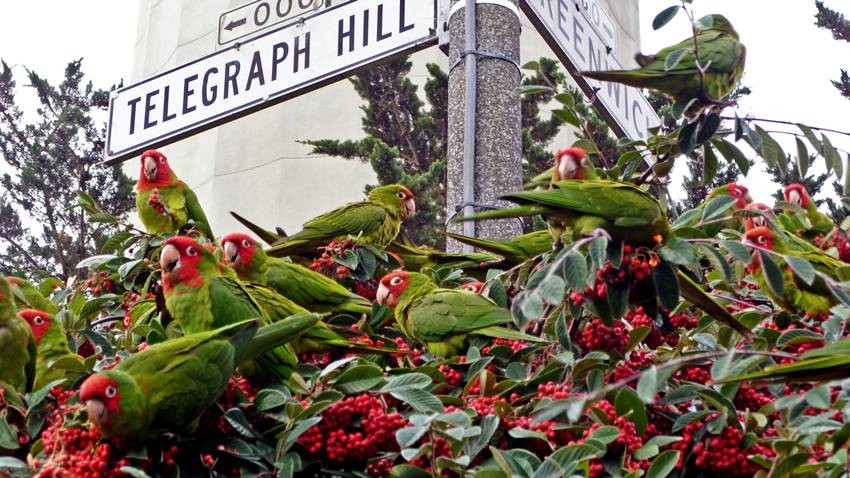 The Wild Parrots of Telegraph Hill, 2003