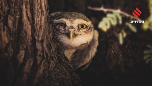 These Indian Owl Species Are as Mysterious as They Are Beautiful
