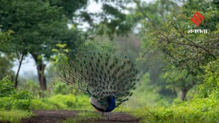 Top Places To See Indian Peacocks In Their Natural Habitat