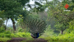 मानसून में मोरों की खूबसूरती का दीदार कराएंगी भारत की ये शानदार लोकेशन, इन जगहों का करें रुख