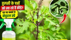 तुलसी के पत्तों में हो गए हैं छोटे-छोटे छेद, ये कीड़े हो सकते हैं जिम्मेदार; घर पर बनाएं नीम का स्प्रे