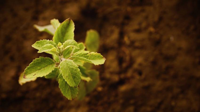 Tulsi