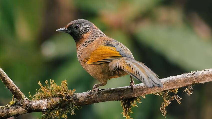 Variable pitohui