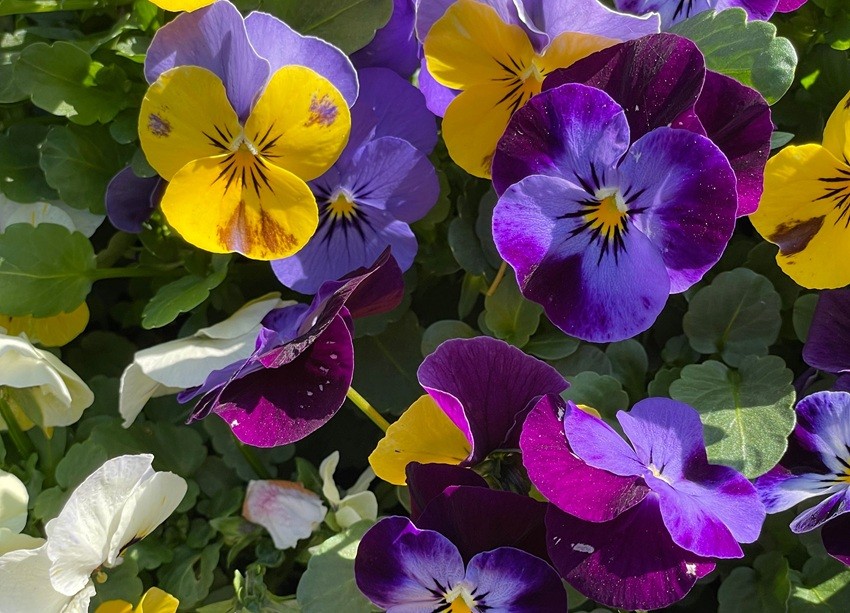 Violas