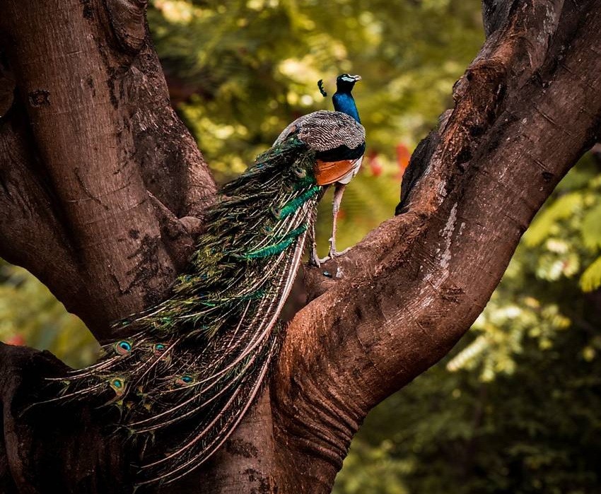Viralimalai Peacock Sanctuary, Tamil Nadu