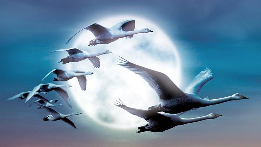 Winged Migration, 2001