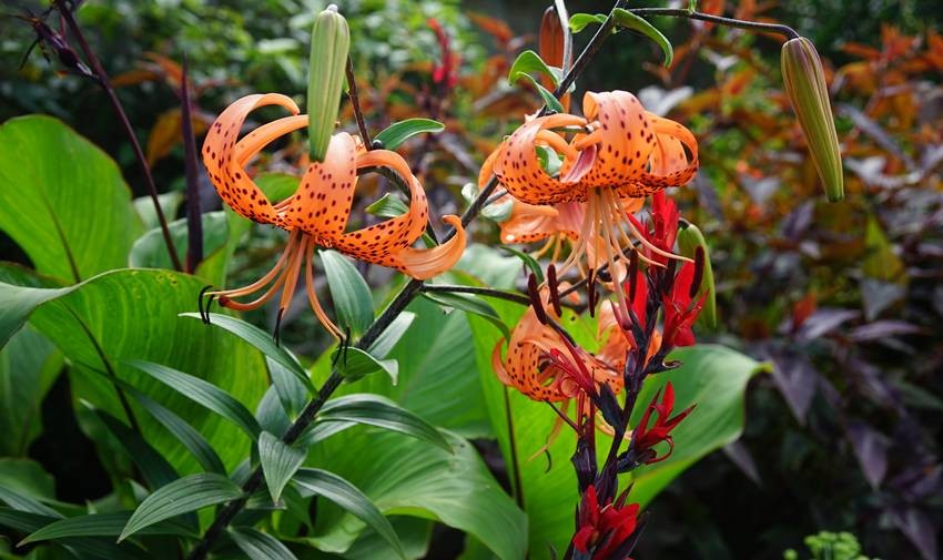 world's largest flower