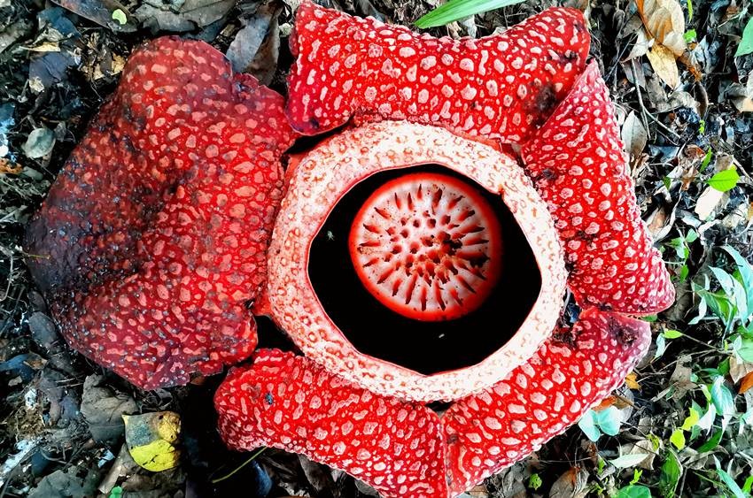 Rafflesia flower
