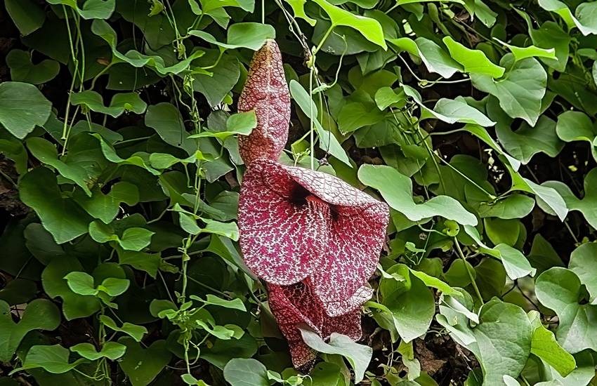  giant flower