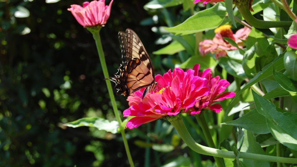 Zinnia