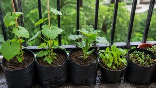 barish mai kon si sabji lagaye | monsoon-vegetables | Rainy season vegetables in India