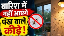 लाइट जलाते ही आ जाते हैं पंख वाले कीड़े, घर से दूर रखने के लिए अपनाएं ये ट्रिक्स