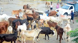 तमिलनाडु में गोहत्या पर मद्रास हाई कोर्ट द्वारा लगाए गए प्रतिबंध पर सुप्रीम कोर्ट ने लगाई रोक