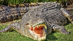 Gujarat crocodile, Anand district, bathroom crocodile rescue