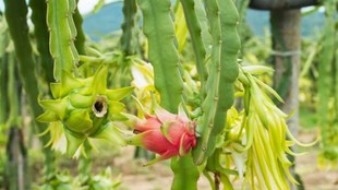 dragon fruit farming, organic farming, retired army man