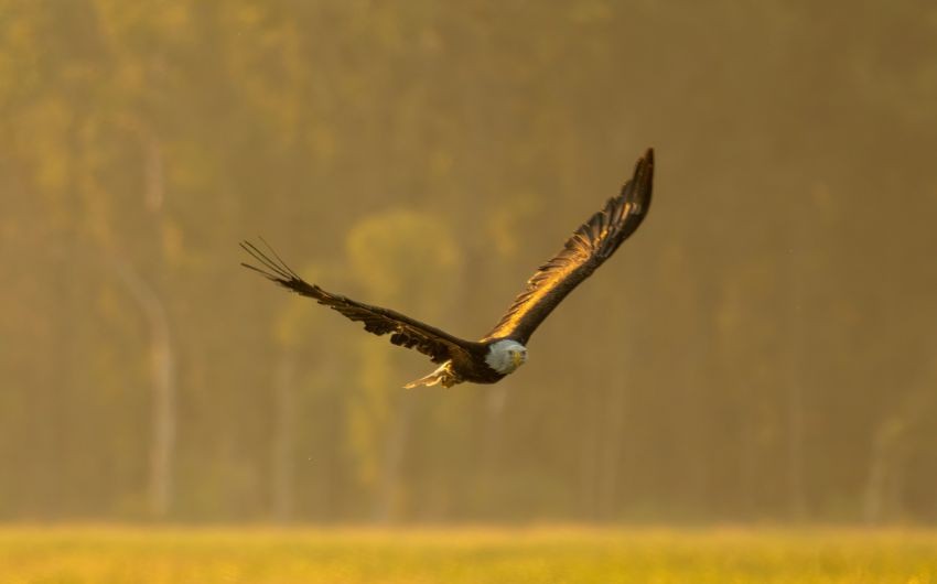 fastest flying birds
