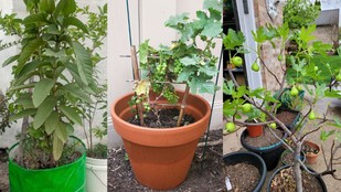 fruit plants to grow in pots | home gardening tips | ghar par fal wale paudhe kaise lagaen