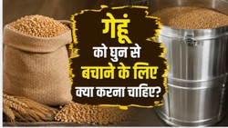 गेहूं में क्या डालें कि घुन ना लगे? कृषि विशेषज्ञ ने बताया कौन सी गलती खराब कर सकती है अनाज
